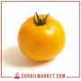 Tomate