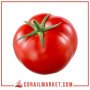 Tomate